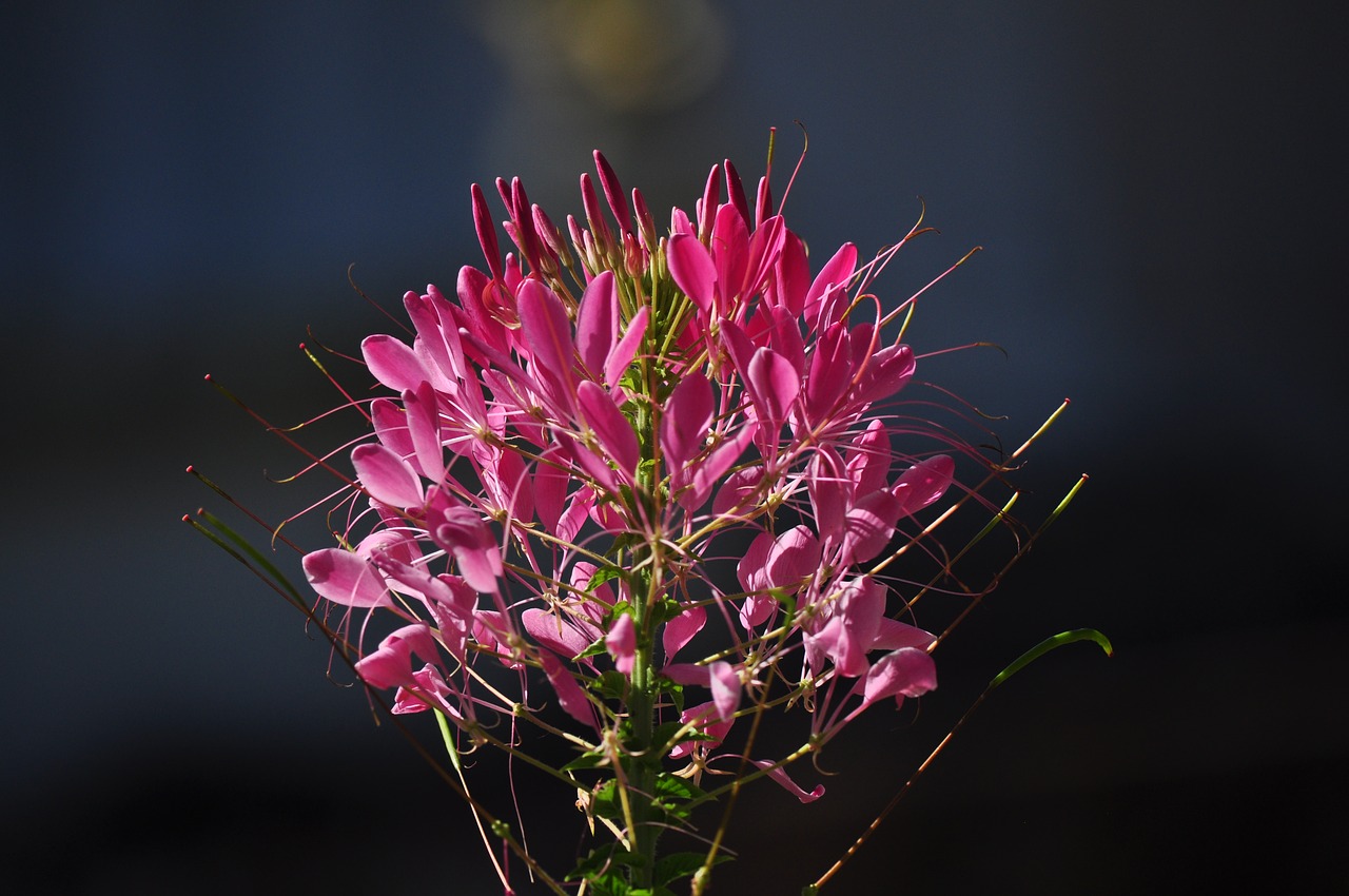 flower, flowering, plant plant-3980556.jpg